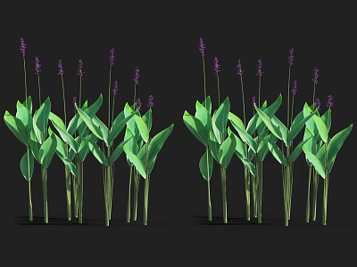 Aquatic Plants With Green Leaves And Purple Flowers In Water Garden 3d model