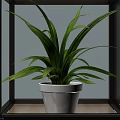 Potted Plant With Green Long Striped Leaves In White Indoor Pot Decoration
