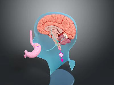 3D Human Brain And Stomach Anatomical Model Commercial Medical Teaching Equipment 3d model
