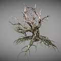 Withered Tree Trunk With Green Moss On Roots And Dry Branches Natural Look