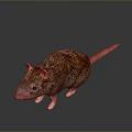 Brown Fur Rat With Pink Ears And Pink Tail Standing On Dark Background