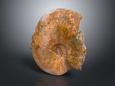 Ancient Ammonite Fossil With Spiral Shape And Brown Yellow Textured Surface 3d model
