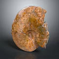 Ancient Ammonite Fossil With Spiral Shape And Brown Yellow Textured Surface
