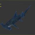 Realistic Blue Hammerhead Shark 3D Model With Distinctive Head Shape 3d model