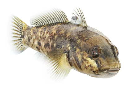 Spotted Aquatic Fish With Detailed Fins Prominent Eyes And Unique Body Pattern 3d model