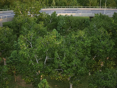Arbor Trees With Lush Green Foliage And Dense Canopy In Urban Area 3d model