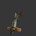 Silver Scaled Fish With Red Tail Fin And Orange Fins In Calm Water
