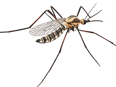 Close Up View Of Mosquito With Long Slender Legs Transparent Wings And Striped Body 3d model