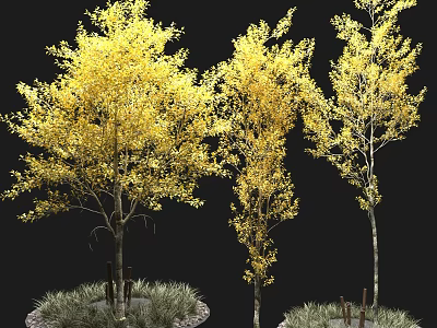 Three Trees with Yellow Leaves and Slender Trunks in Circular Planting Areas with Grass 3d model