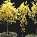 Three Trees with Yellow Leaves and Slender Trunks in Circular Planting Areas with Grass