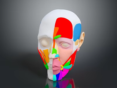 Colorful Human Head Model Showing Anatomical Facial Sections For Educational Use 3d model