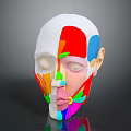 Colorful Human Head Model Showing Anatomical Facial Sections For Educational Use