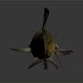 Yellow Green Catfish with Black Fins and Whiskers on Gray Background