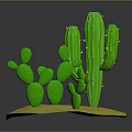 Green Cactus Plants of Different Sizes on Yellow Base with Gray Background