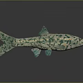 Green And White Spotted Fish With Black Eyes Green Tail And Fins On Black Background