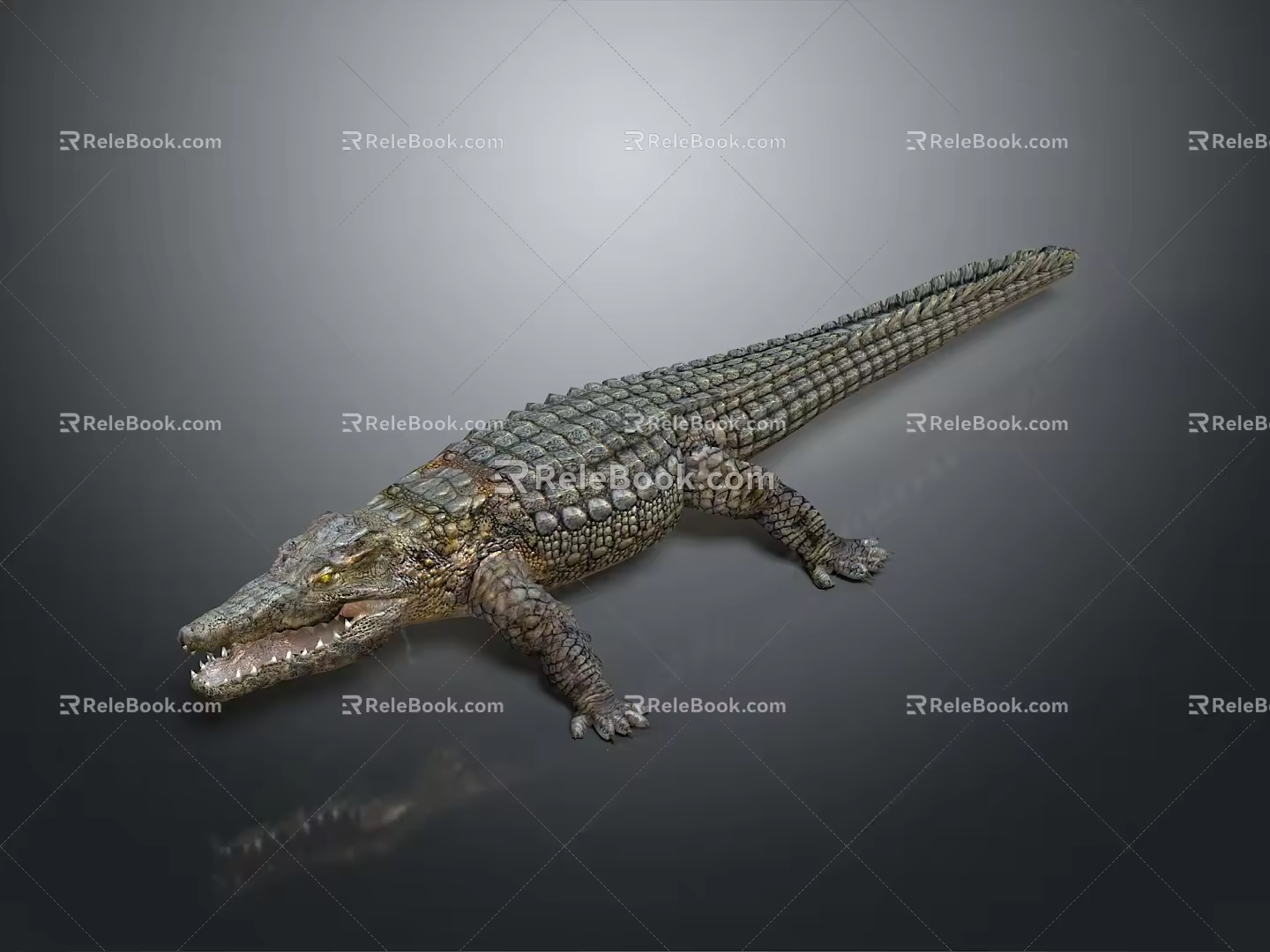 Crocodile Alligator Nile Crocodile carnivore reptile cold-blooded animal reptile 3d model