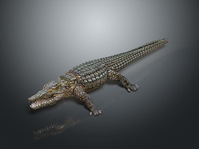 Crocodile Alligator Nile Crocodile carnivore reptile cold-blooded animal reptile model