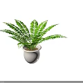 Pair of Green Fern Bonsai Potted Plants In White Ceramic Pots