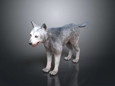 Gray Wolf Standing On Dark Surface With Realistic Fur And Reflection 3d model