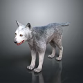 Gray Wolf Standing On Dark Surface With Realistic Fur And Reflection