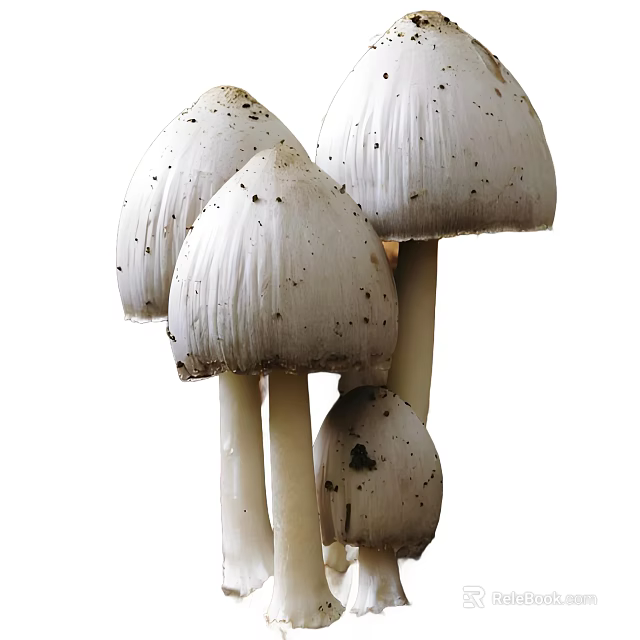 White Mushroom Cluster With Tall Stems And Smooth Caps In Natural Growth 3d model 