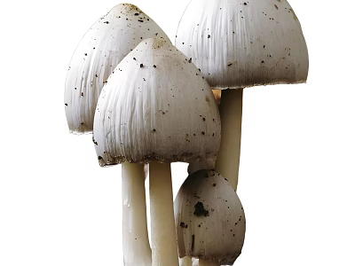 White Mushroom Cluster With Tall Stems And Smooth Caps In Natural Growth 3d model