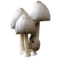 White Mushroom Cluster With Tall Stems And Smooth Caps In Natural Growth