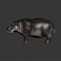 Realistic Large Hippopotamus Standing With Brown Gray Skin And Prominent Tusks