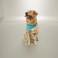 Cute Yellow Labrador Dog Wearing Blue Bandana Sitting On Light Background Looking Happy