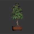Potted Indoor Plant With Green Leaves And Forked Trunk In Wooden Barrel Planter