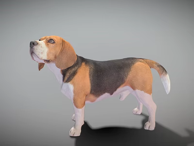 Game Movie Character Beagle Dog 3D Model Standing Pose Brown Black White Fur 3d model