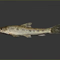 Small Fish With Brown Yellow Spotted Body Fins And Tail On Gray Background With Reflection