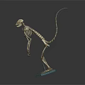Detailed Standing Monkey Skeleton Display On Blue Base With Black Background 3d model