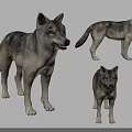 Three Gray Wolves Displayed In Different Standing Poses On Black Background 3d model
