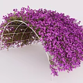 Arched Garden Pergola With White Metal Frame Covered In Purple Flowers And Green Leaves