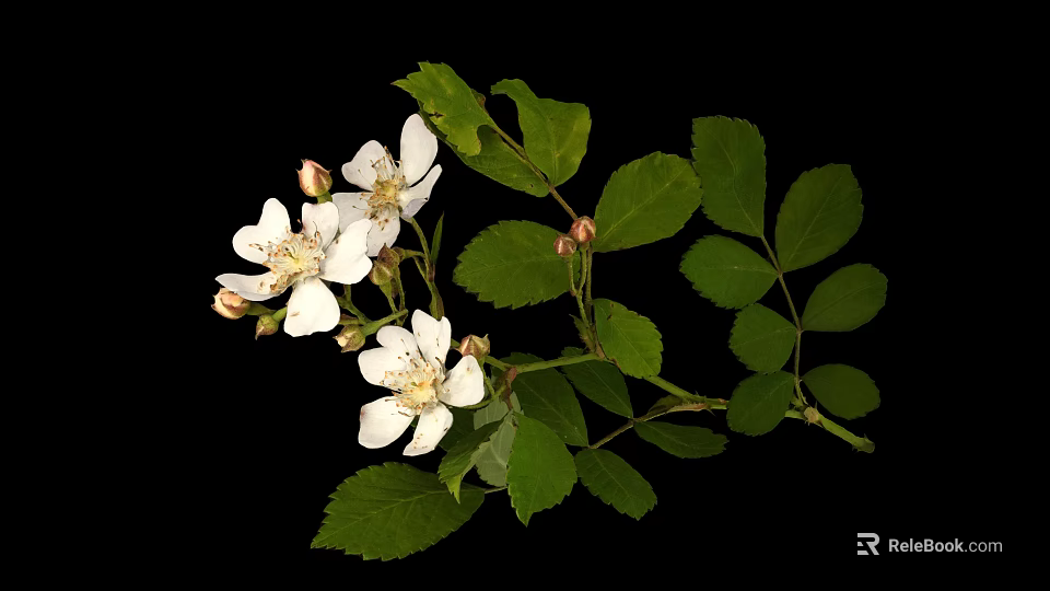 Vibrant White Flowers And Lush Green Leaves On Plant Against Black Background 3d model 