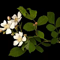 Vibrant White Flowers And Lush Green Leaves On Plant Against Black Background