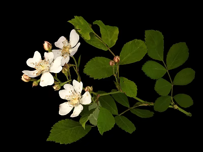Vibrant White Flowers And Lush Green Leaves On Plant Against Black Background 3d model