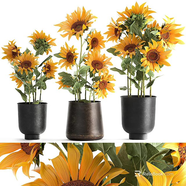 Potted Sunflower Plants with Yellow Blooms and Green Leaves in Black and Brown Pots 3d model 