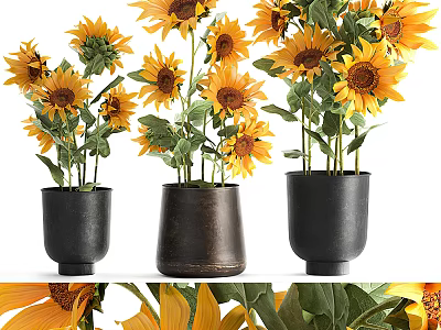 Potted Sunflower Plants with Yellow Blooms and Green Leaves in Black and Brown Pots 3d model