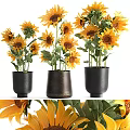 Potted Sunflower Plants with Yellow Blooms and Green Leaves in Black and Brown Pots