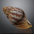 Hand Carved Conch Shell Sculpture with Orange and White Stripes on Black Background