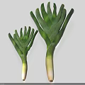 Organic Green Onions Large And Small With White Stems On White Background