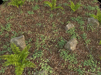 Natural Stones And Wood Chips Ground Cover With Green Ferns And Small Plants 3d model