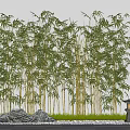 Tall Bamboo Plants In Garden Setting With Stones Grass And Stone Lantern