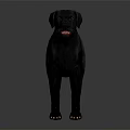 Realistic Black Labrador Dog Standing Isolated on Dark Background with Shiny Coat
