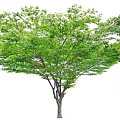 Tall Arbor With Lush Green Foliage And Brown Trunk In Natural Environment