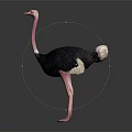 Ostrich With Pink Neck And Legs Black Body White Tail On Dark Background