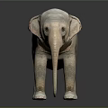 Detailed Elephant 3D Model With Grey Skin Texture And Standing Pose 3d model