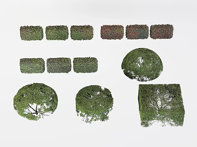 Trimmed Arborvitae Trees In Various Geometric Shapes Including Round Square And Rectangular 3d model